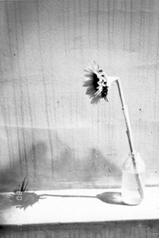 Sunflower VI. &amp;nbsp;photography. 1996