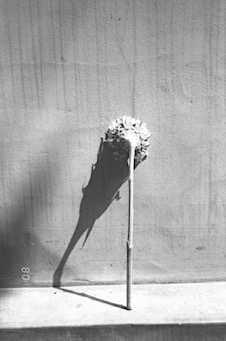 Sunflower I. &amp;nbsp;photography. 1996
