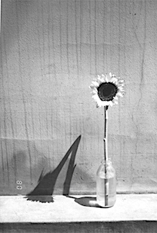 Sunflower II. &amp;nbsp;photography. 1996
