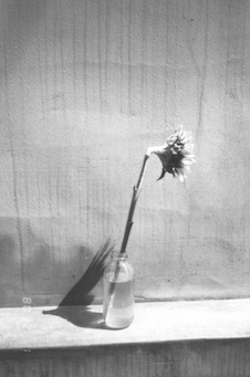 Sunflower IV. &amp;nbsp;photography. 1996