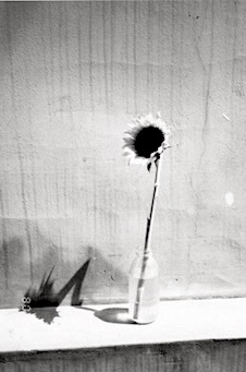 Sunflower V. &amp;nbsp;photography. 1996